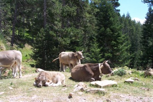 Vacas en el camino. Transpirenaica 4x4 2009